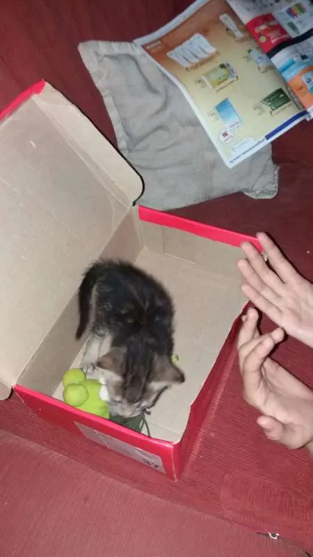 Gato raça American Shortha (parecido) idade Abaixo de 2 meses nome Gata