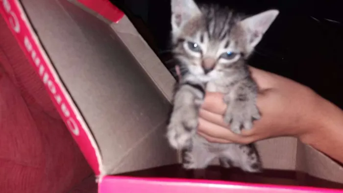 Gato raça American Shortha (parecido) idade Abaixo de 2 meses nome Gata