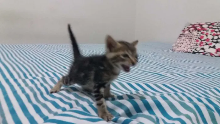 Gato raça American Shortha (parecido) idade Abaixo de 2 meses nome Gata