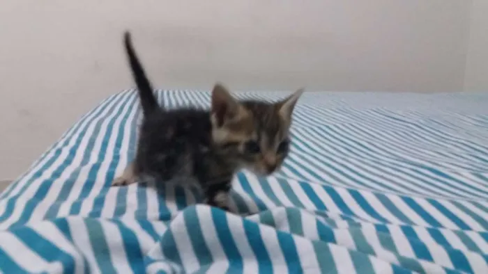 Gato raça American Shortha (parecido) idade Abaixo de 2 meses nome Gata