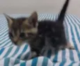 Gata