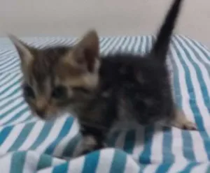 Gato raça American Shortha (parecido) idade Abaixo de 2 meses nome Gata