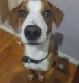 Tobias