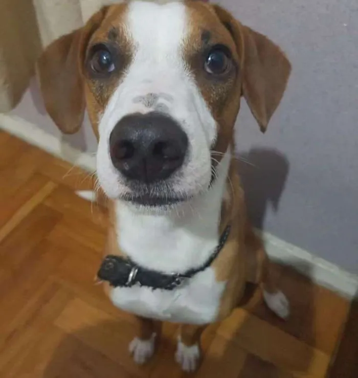 Cachorro ra a Fox Paulistinha idade 1 ano nome Tobias
