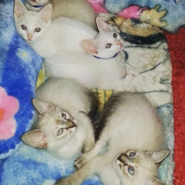 Gato ra a sem raça especifico (branco) idade Abaixo de 2 meses nome sem nomes