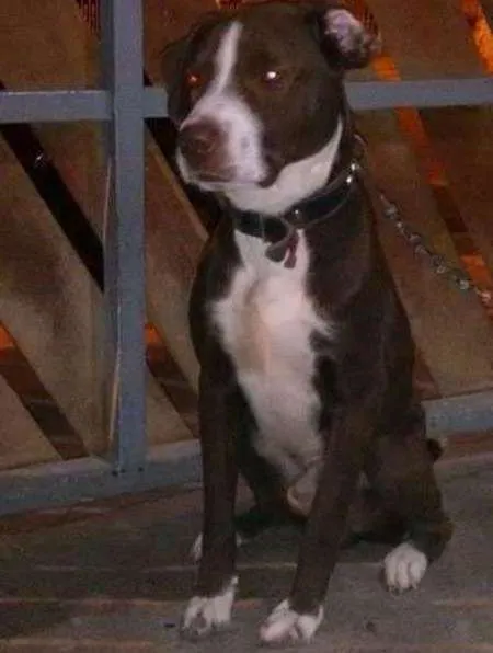 Cachorro ra a American Stanf idade 3 anos nome Thor