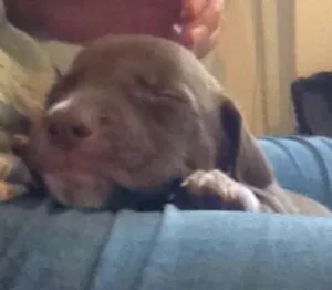 Cachorro raça Pit bu idade Abaixo de 2 meses nome Bully