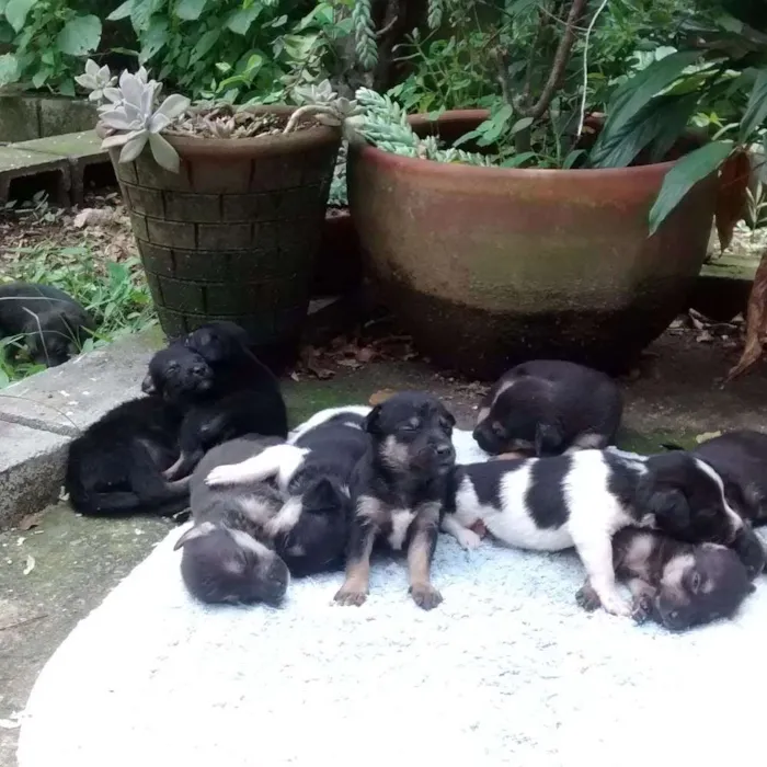 Cachorro raça SRD idade  nome Filhotes