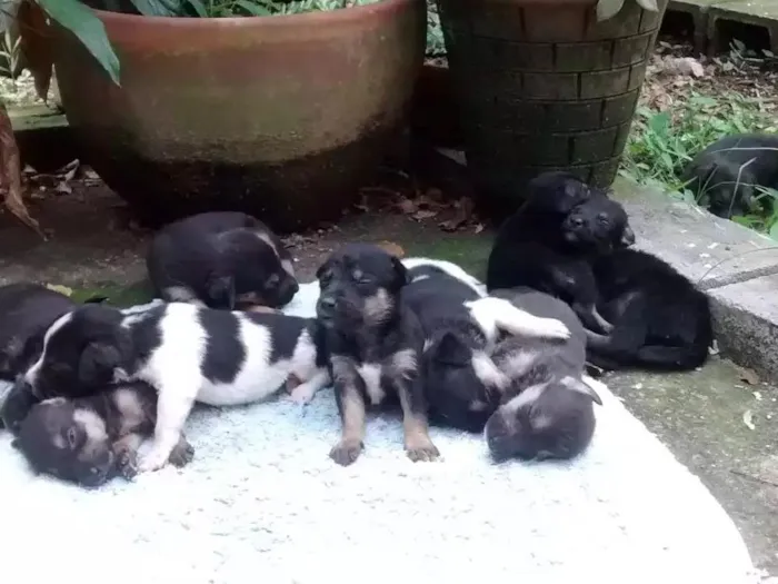 Cachorro raça SRD idade  nome Filhotes