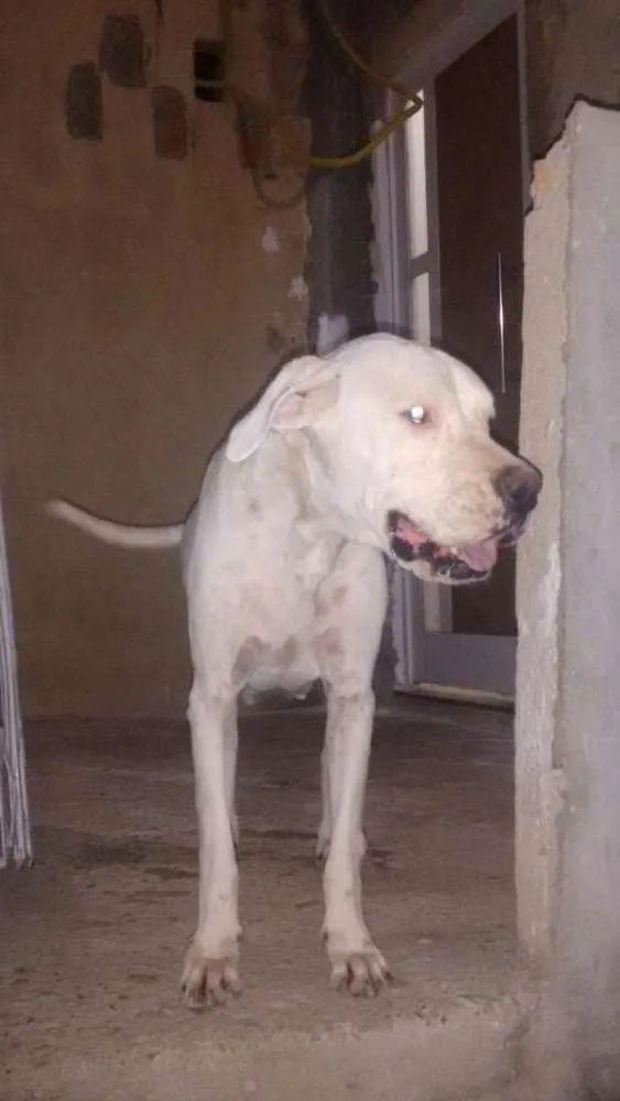 Cachorro ra a Dogo argentino idade 5 anos nome Gaia