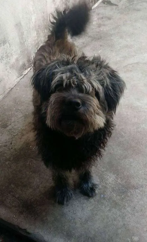 Cachorro raça Mistura de chow chow idade 3 anos nome Fred