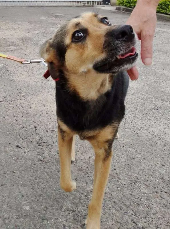 Cachorro ra a SRD idade 3 anos nome Pitty