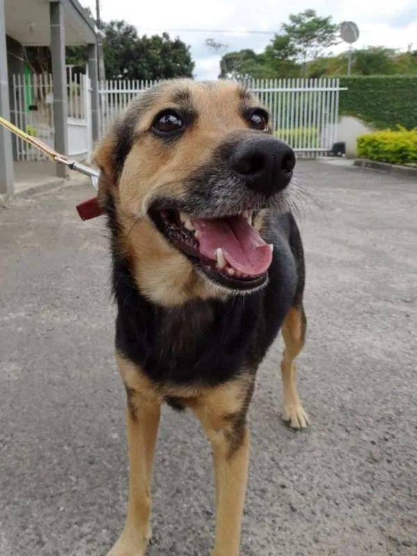 Cachorro ra a SRD idade 3 anos nome Pitty