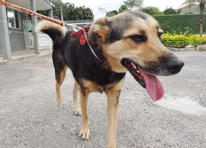 Cachorro ra a SRD idade 3 anos nome Pitty