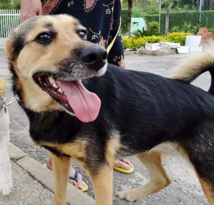Cachorro ra a SRD idade 3 anos nome Pitty