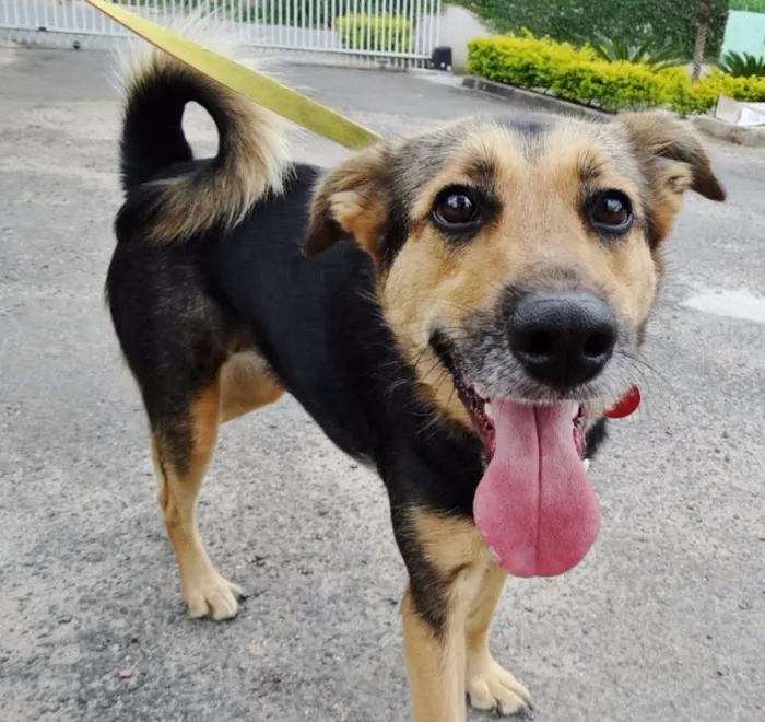 Cachorro ra a SRD idade 3 anos nome Pitty
