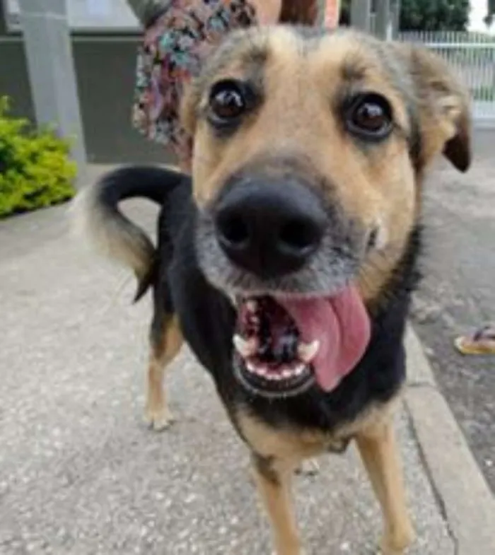 Cachorro ra a SRD idade 3 anos nome Pitty