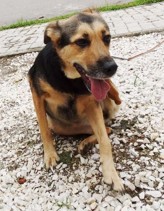 Cachorro ra a SRD idade 3 anos nome Pitty