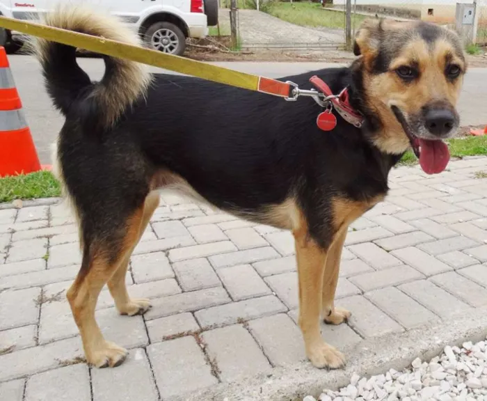 Cachorro ra a SRD idade 3 anos nome Pitty