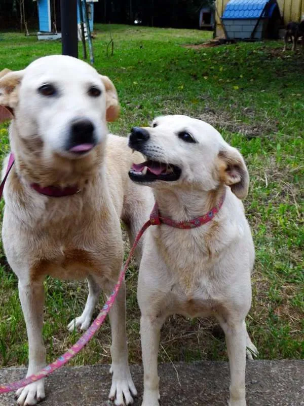 Cachorro ra a SRD idade 3 anos nome Olivia e a Arisquinh