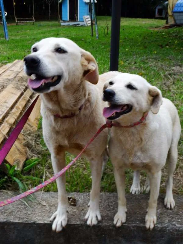 Cachorro ra a SRD idade 3 anos nome Olivia e a Arisquinh