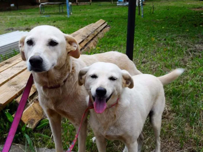 Cachorro ra a SRD idade 3 anos nome Olivia e a Arisquinh