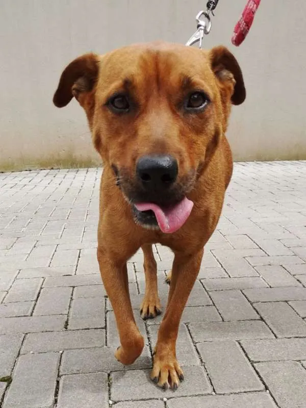Cachorro ra a STD idade 3 anos nome Fiona