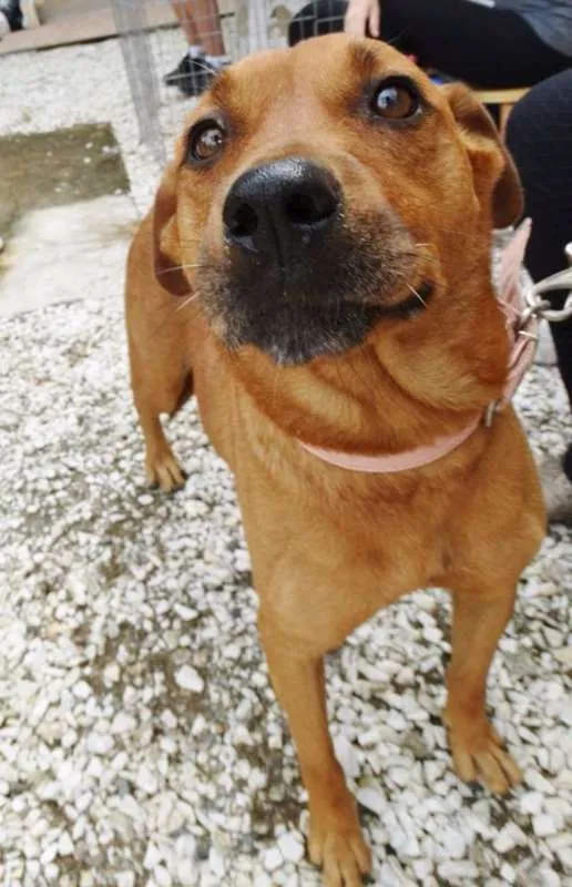 Cachorro ra a STD idade 3 anos nome Fiona