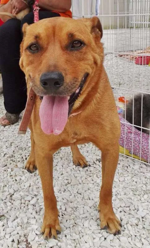 Cachorro ra a STD idade 3 anos nome Fiona