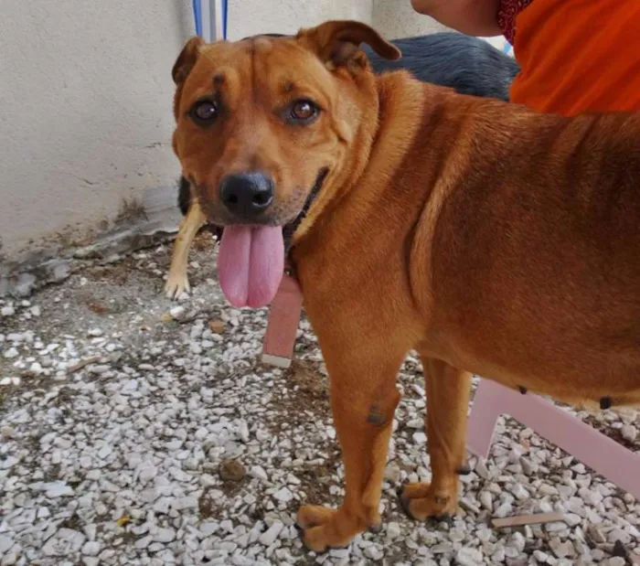 Cachorro ra a STD idade 3 anos nome Fiona