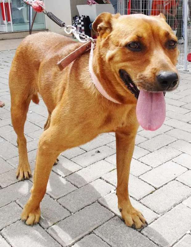 Cachorro ra a STD idade 3 anos nome Fiona