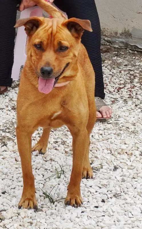 Cachorro ra a STD idade 3 anos nome Fiona