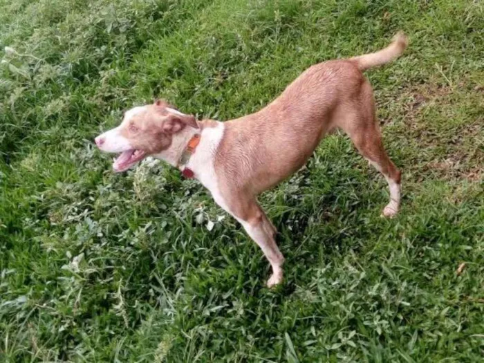 Cachorro ra a SRD idade 3 anos nome Hulk