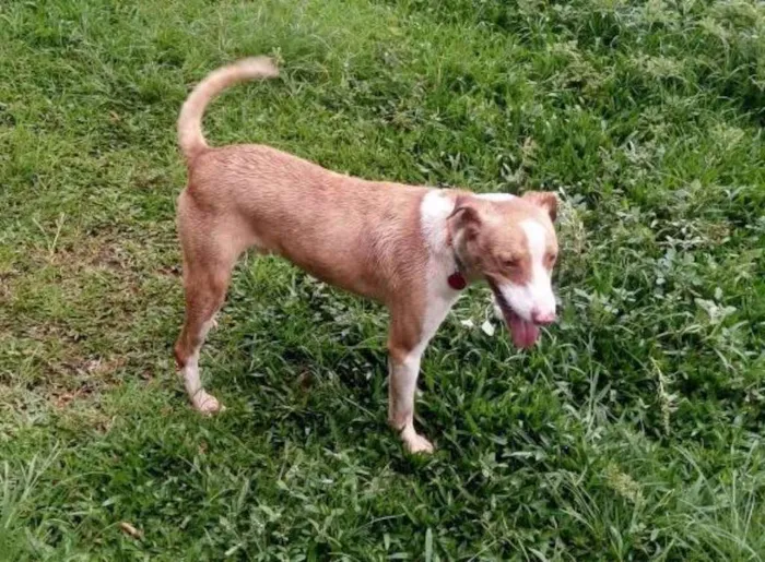 Cachorro ra a SRD idade 3 anos nome Hulk