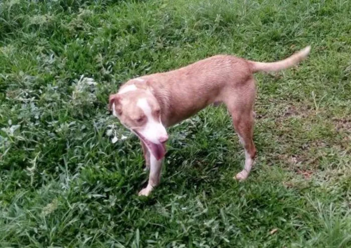 Cachorro ra a SRD idade 3 anos nome Hulk