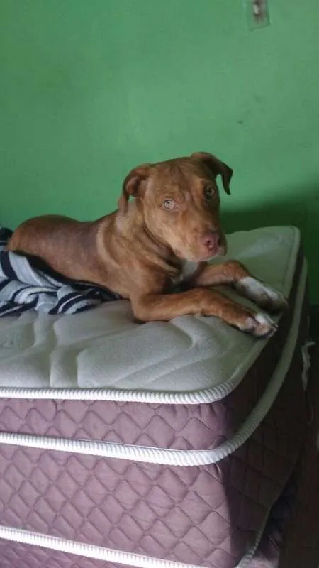 Cachorro ra a Pit-Bull idade 2 a 6 meses nome Zeus