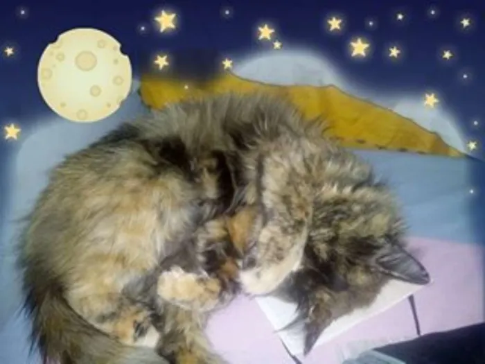 Gato ra a Siamês idade 7 a 11 meses nome Kika