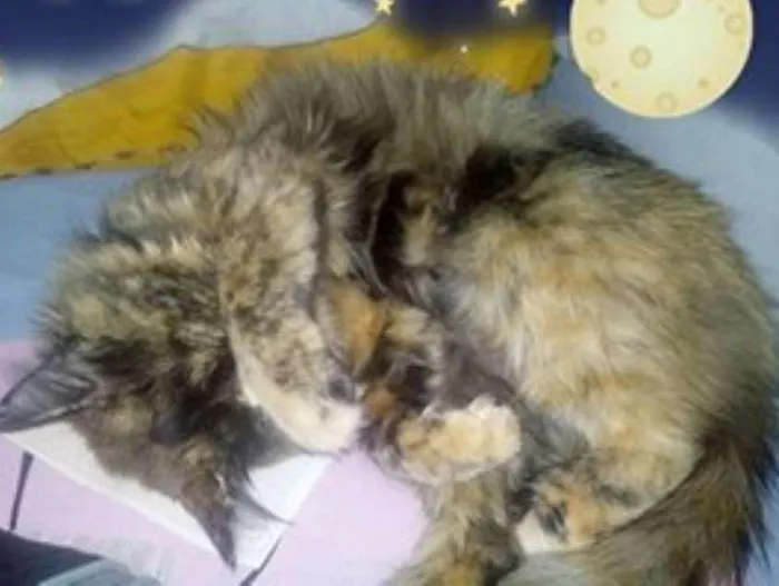Gato ra a Siamês idade 7 a 11 meses nome Kika