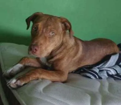 Cachorro ra a Pit-Bull idade 2 a 6 meses nome Zeus