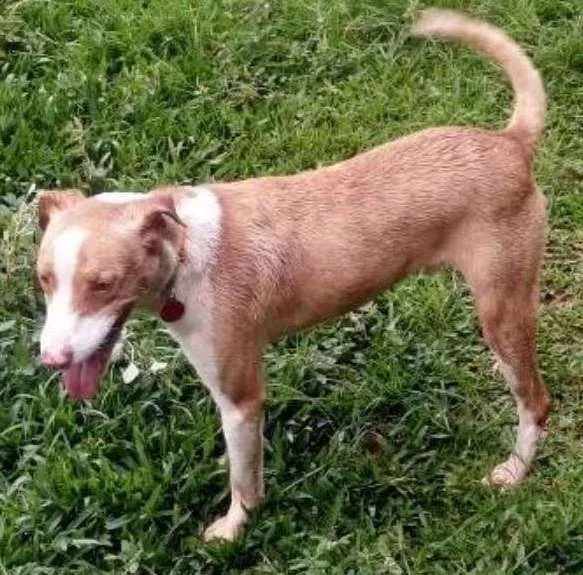 Cachorro ra a SRD idade 3 anos nome Hulk