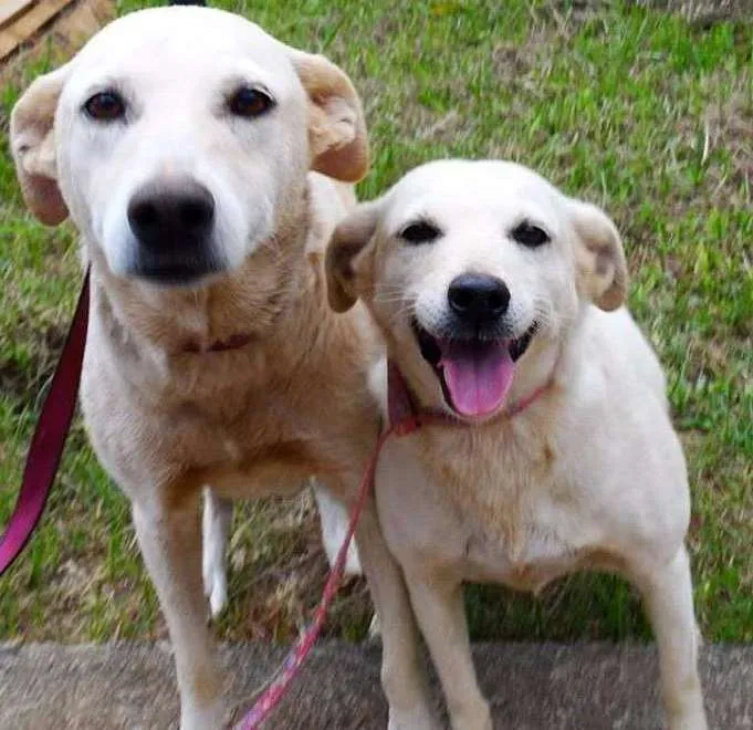 Cachorro ra a SRD idade 3 anos nome Olivia e a Arisquinh