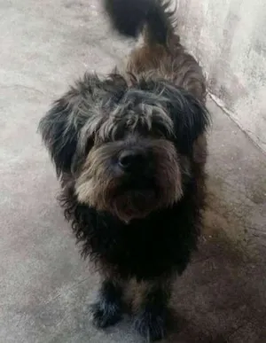 Cachorro raça Mistura de chow chow idade 3 anos nome Fred