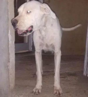 Cachorro raça Dogo argentino idade 5 anos nome Gaia