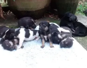 Cachorro raça SRD idade  nome Filhotes
