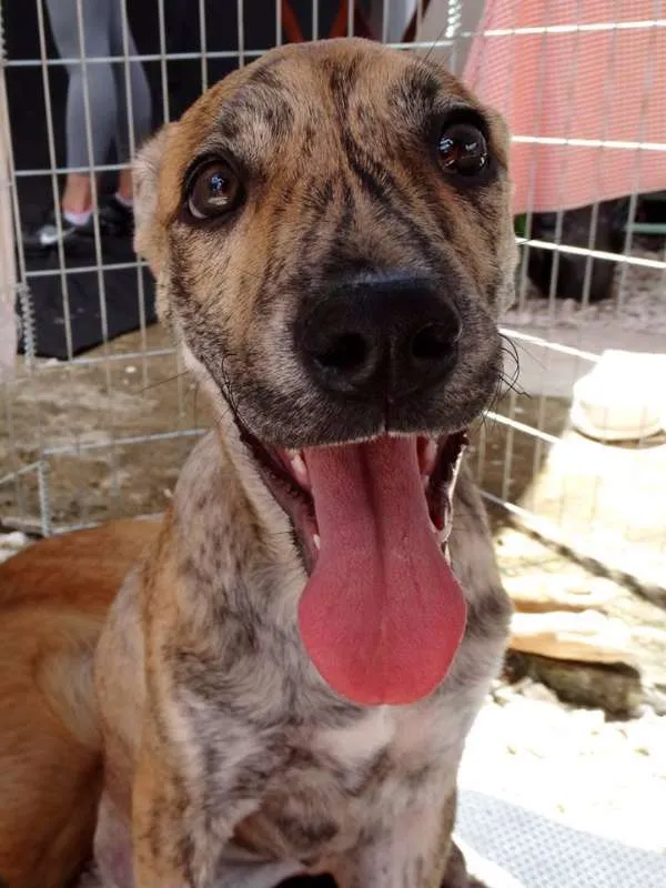 Cachorro ra a SRD idade 7 a 11 meses nome Sorriso