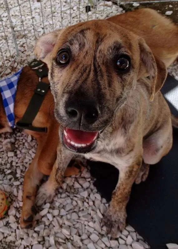 Cachorro ra a SRD idade 7 a 11 meses nome Sorriso