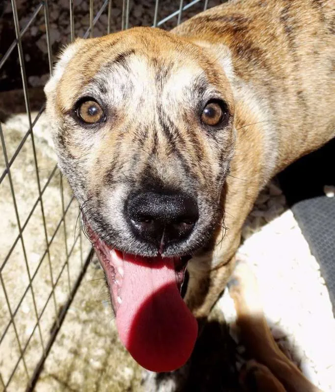 Cachorro ra a SRD idade 7 a 11 meses nome Sorriso