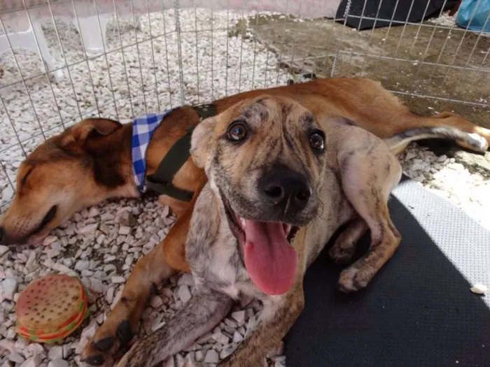 Cachorro ra a SRD idade 7 a 11 meses nome Sorriso