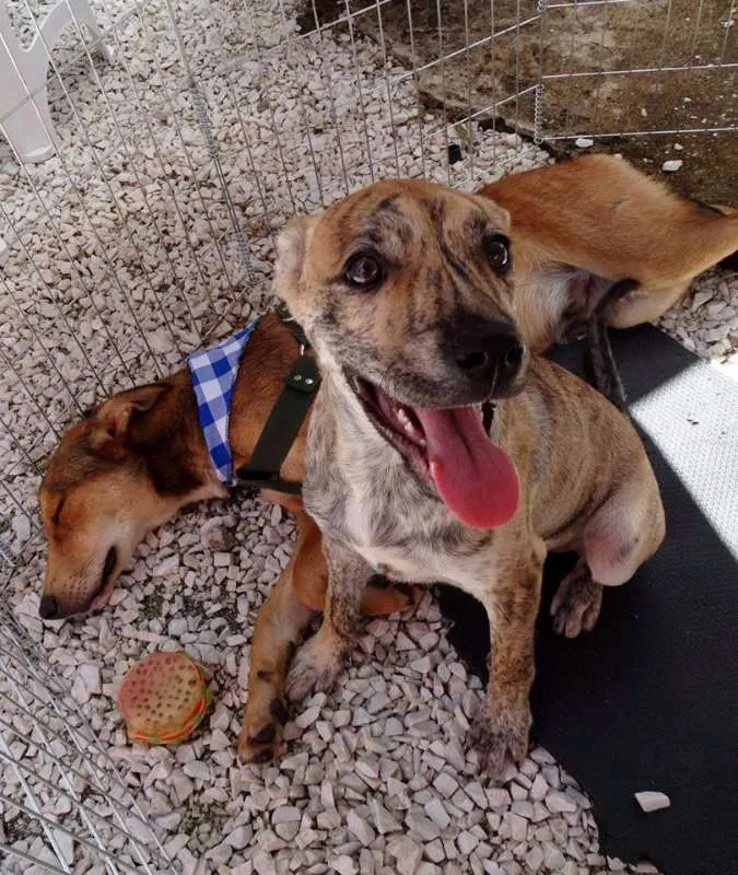 Cachorro ra a SRD idade 7 a 11 meses nome Sorriso
