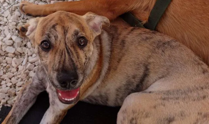 Cachorro ra a SRD idade 7 a 11 meses nome Sorriso